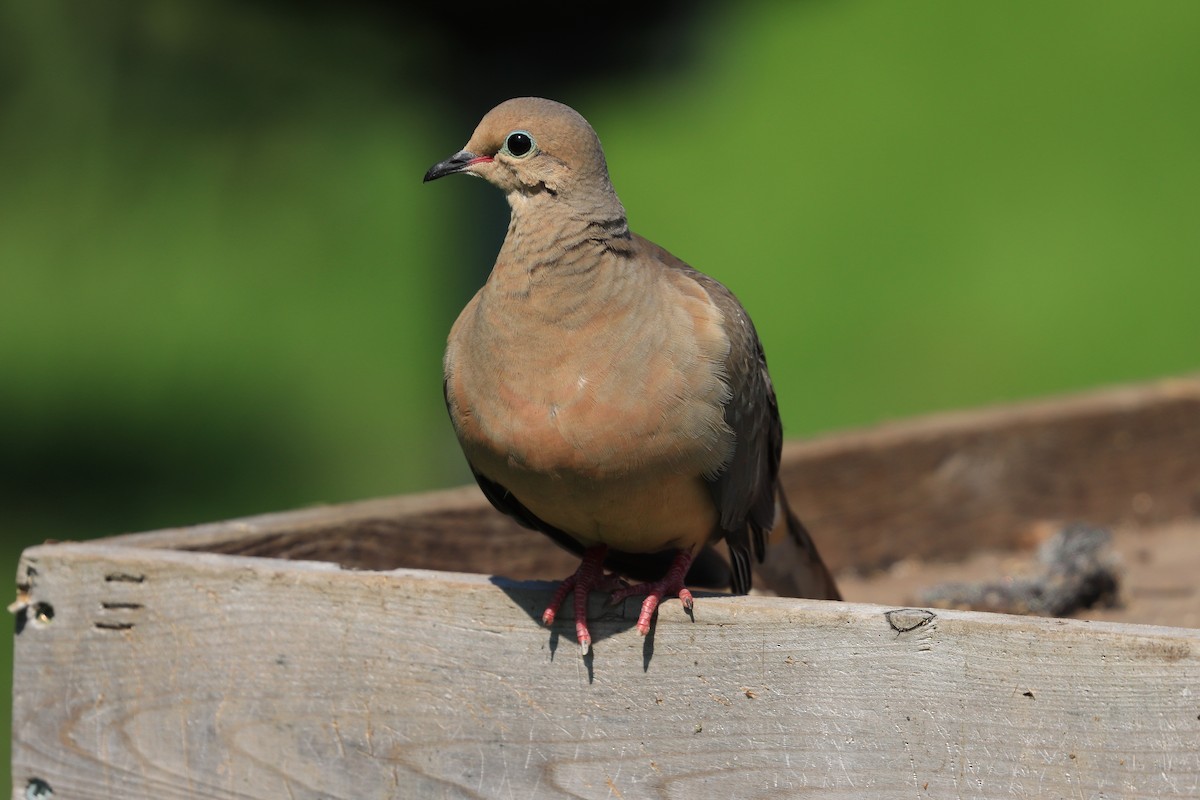 Mourning Dove - Vincent Van Den Nouland