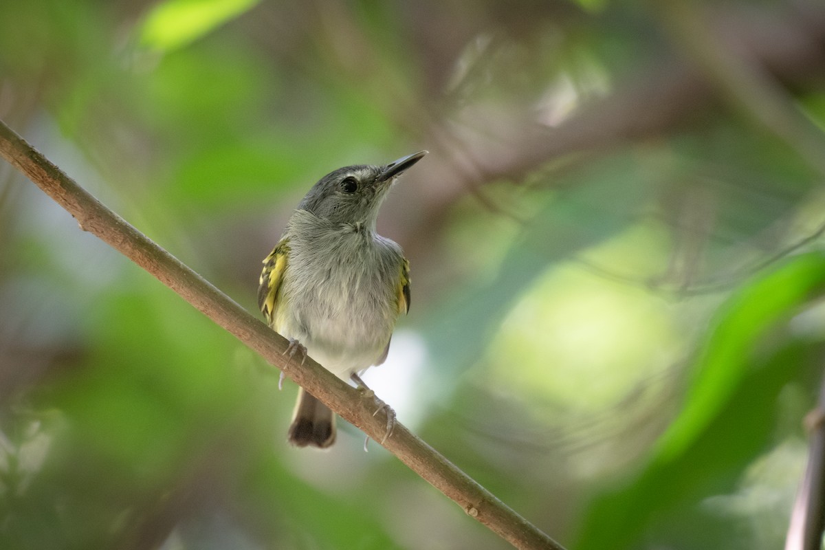 Slate-headed Tody-Flycatcher - ML616733614