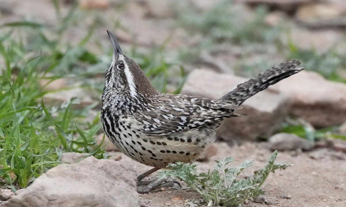 Cactus Wren - ML616733620