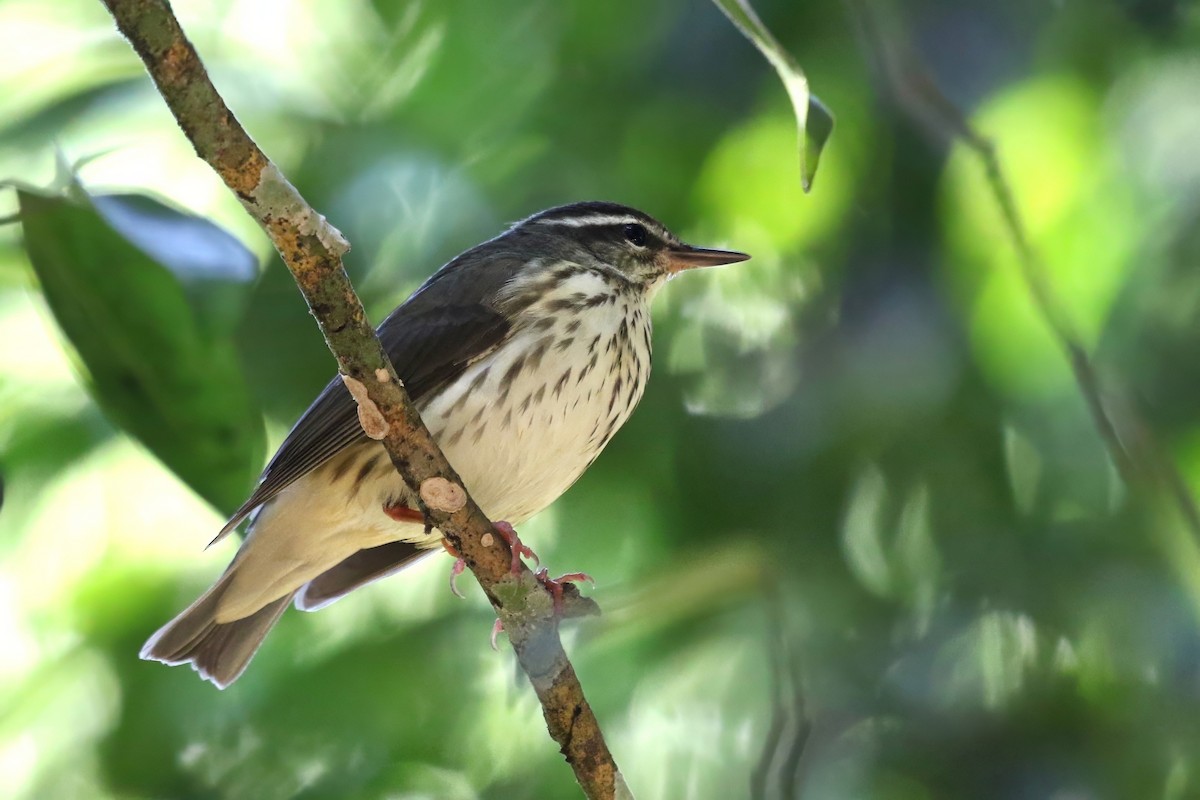 Louisiana Waterthrush - Yury Shashenko