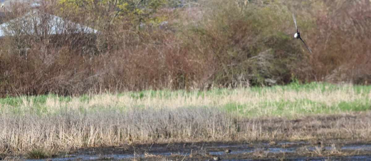 Wilson's Snipe - ML616733771