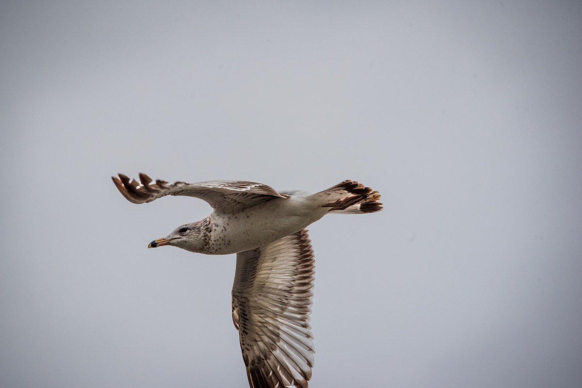 Ring-billed Gull - ML616733774