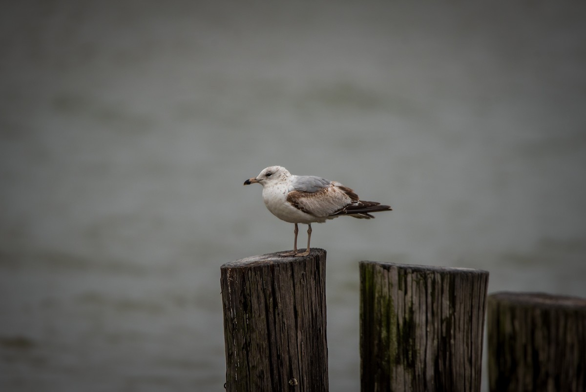 Ring-billed Gull - ML616733776