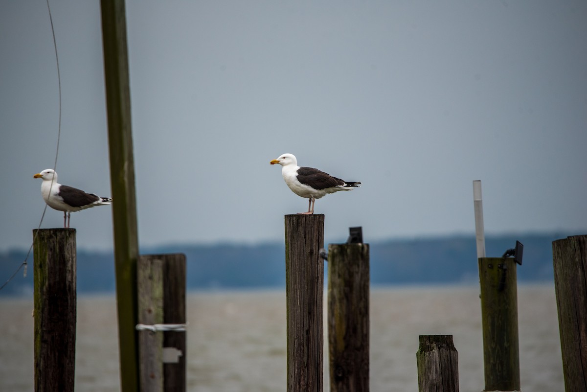 Great Black-backed Gull - ML616733777