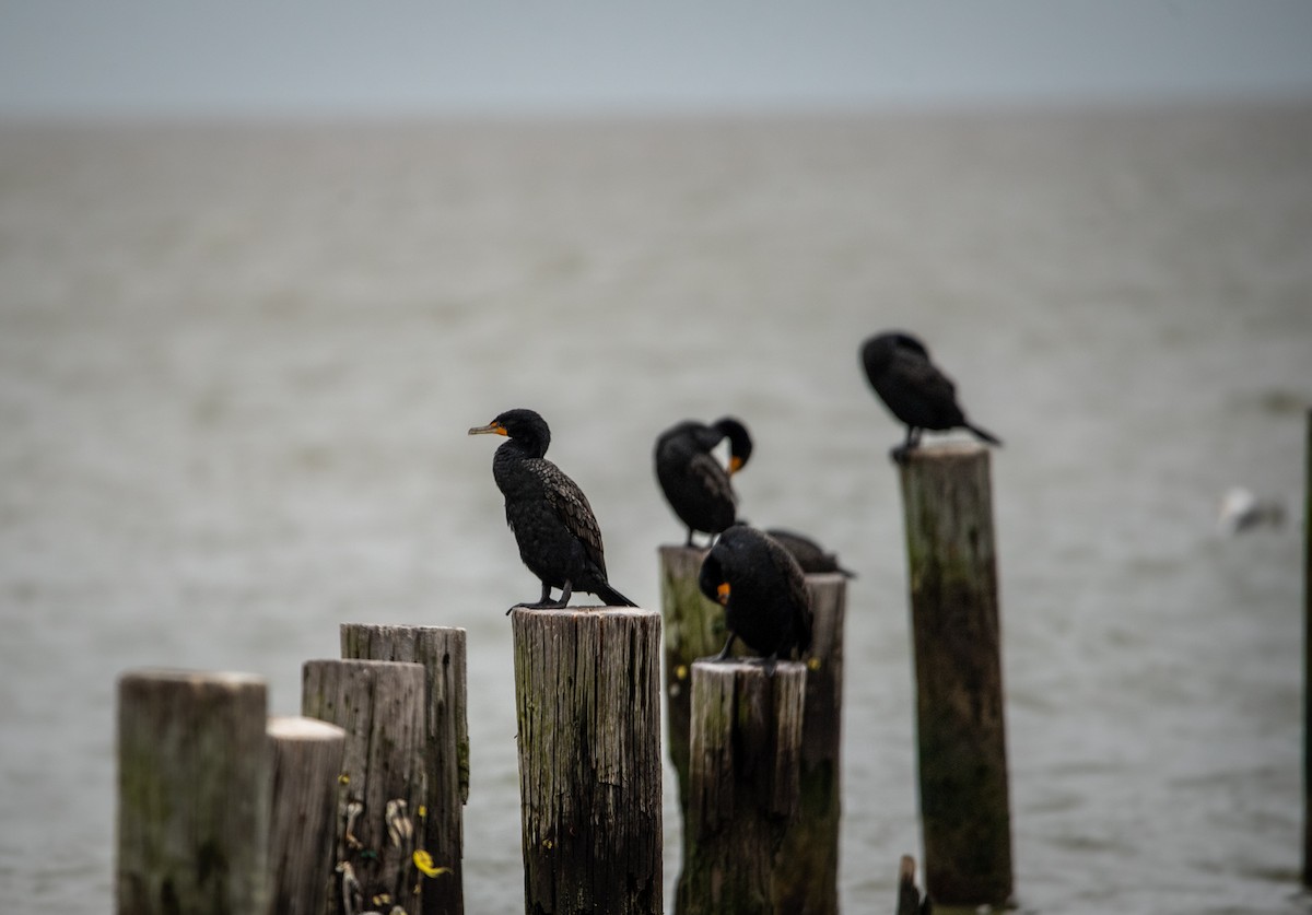 Double-crested Cormorant - ML616733781