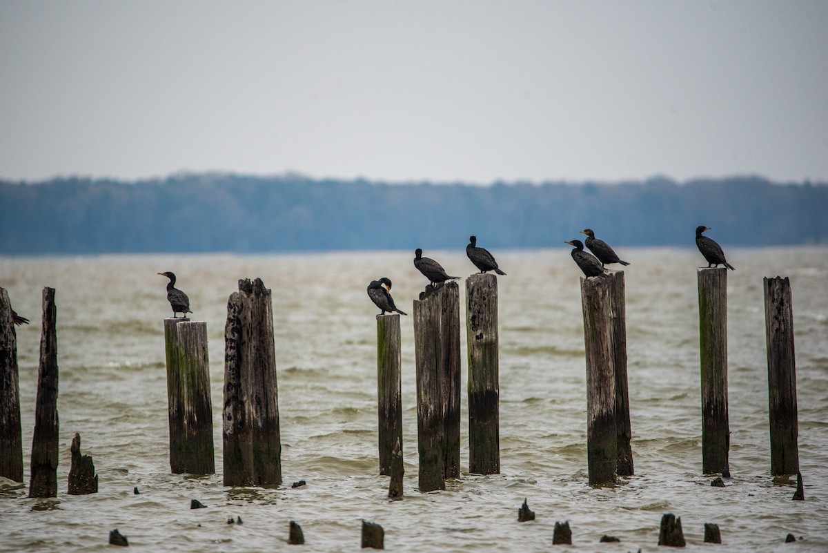 Double-crested Cormorant - ML616733783