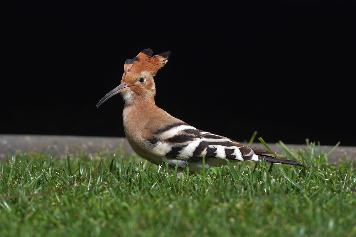 Eurasian Hoopoe - Júlio César Machado