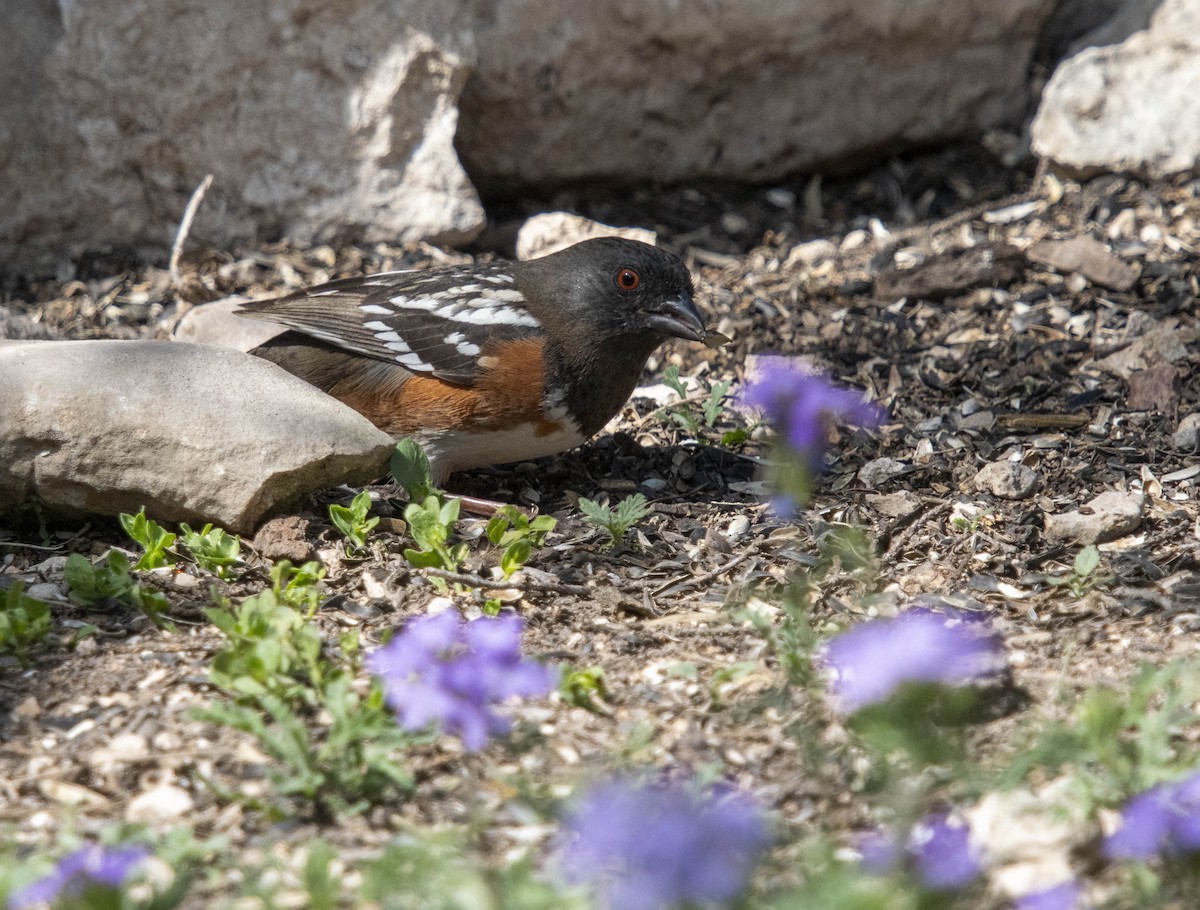 Spotted Towhee - ML616733803