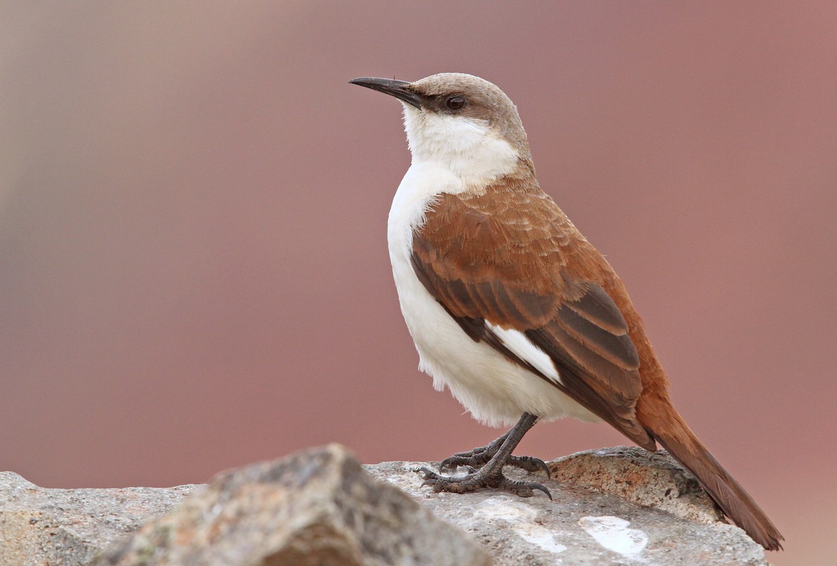 White-bellied Cinclodes - Luke Seitz
