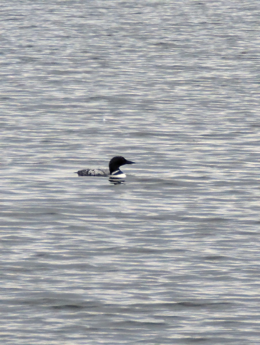 potáplice lední - ML616733835