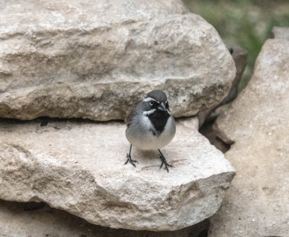 Black-throated Sparrow - ML616733865