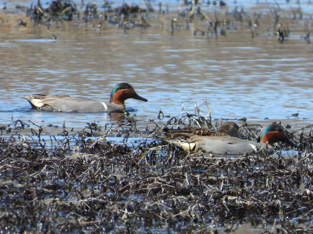 Ногоохон нугас - ML616733872