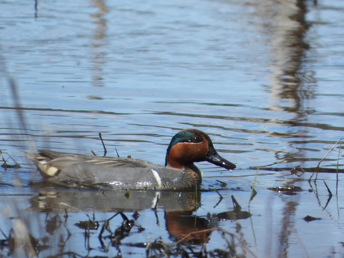 Ногоохон нугас - ML616733873