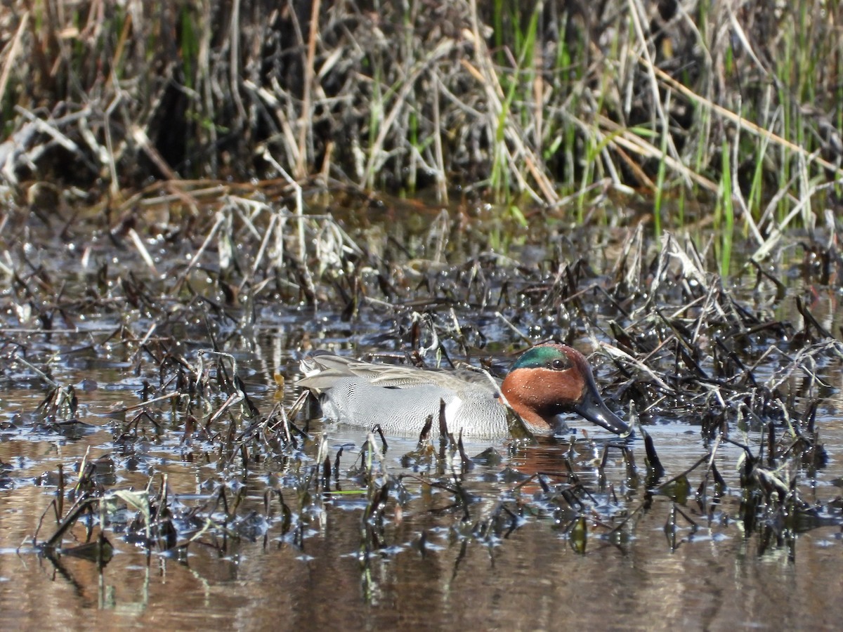 Ногоохон нугас - ML616733874