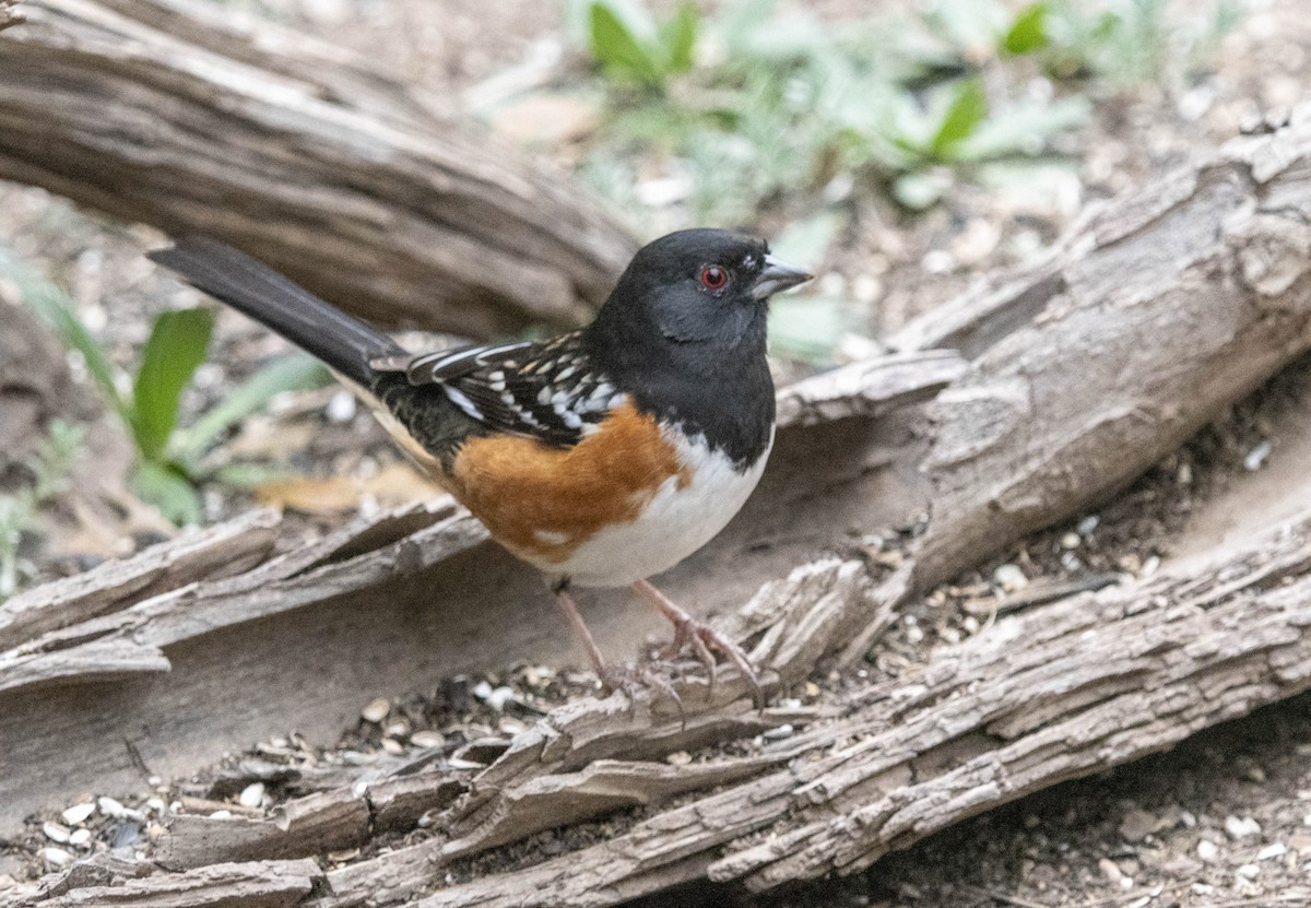 Spotted Towhee - ML616733876