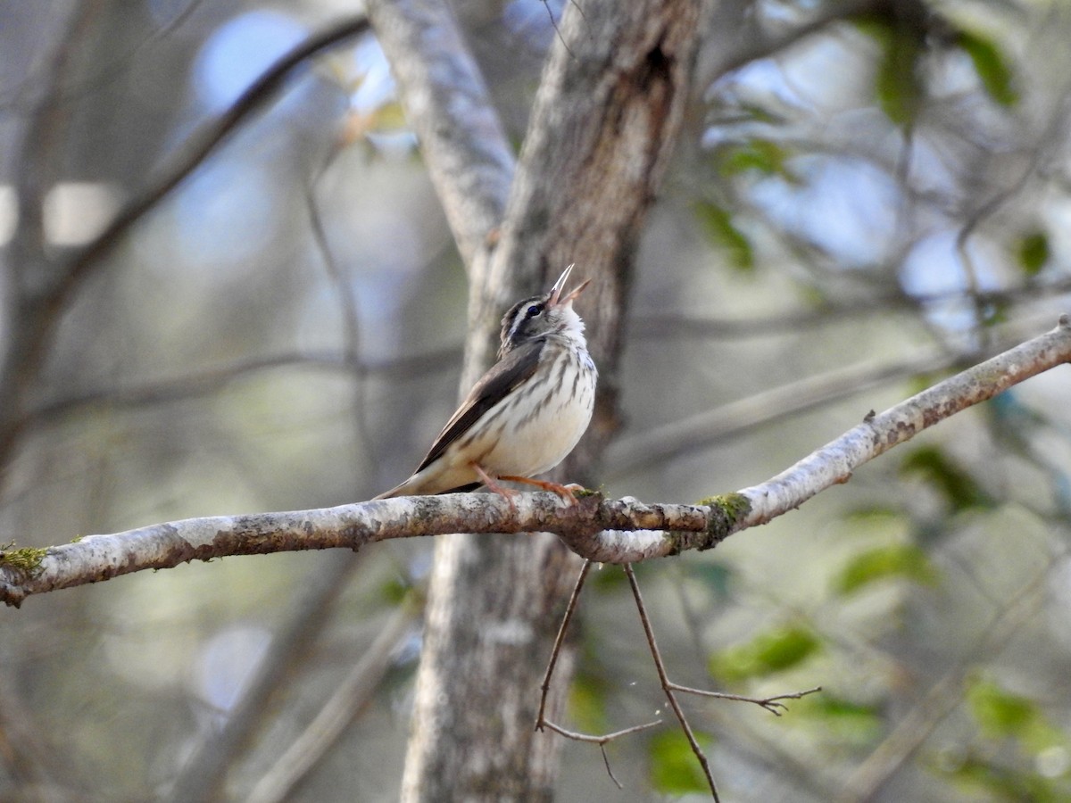 Louisiana Waterthrush - ML616733914