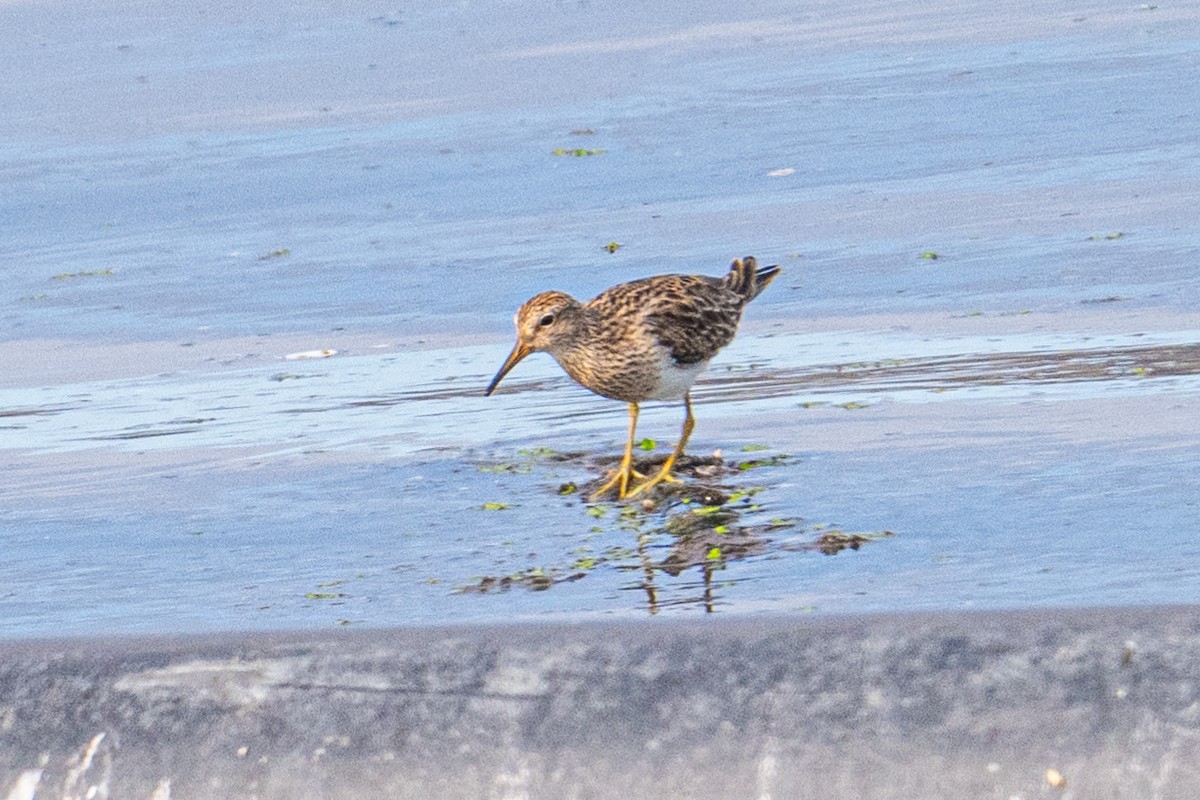 Pectoral Sandpiper - Michael Carion