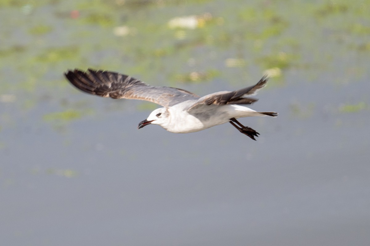 Mouette atricille - ML616733938