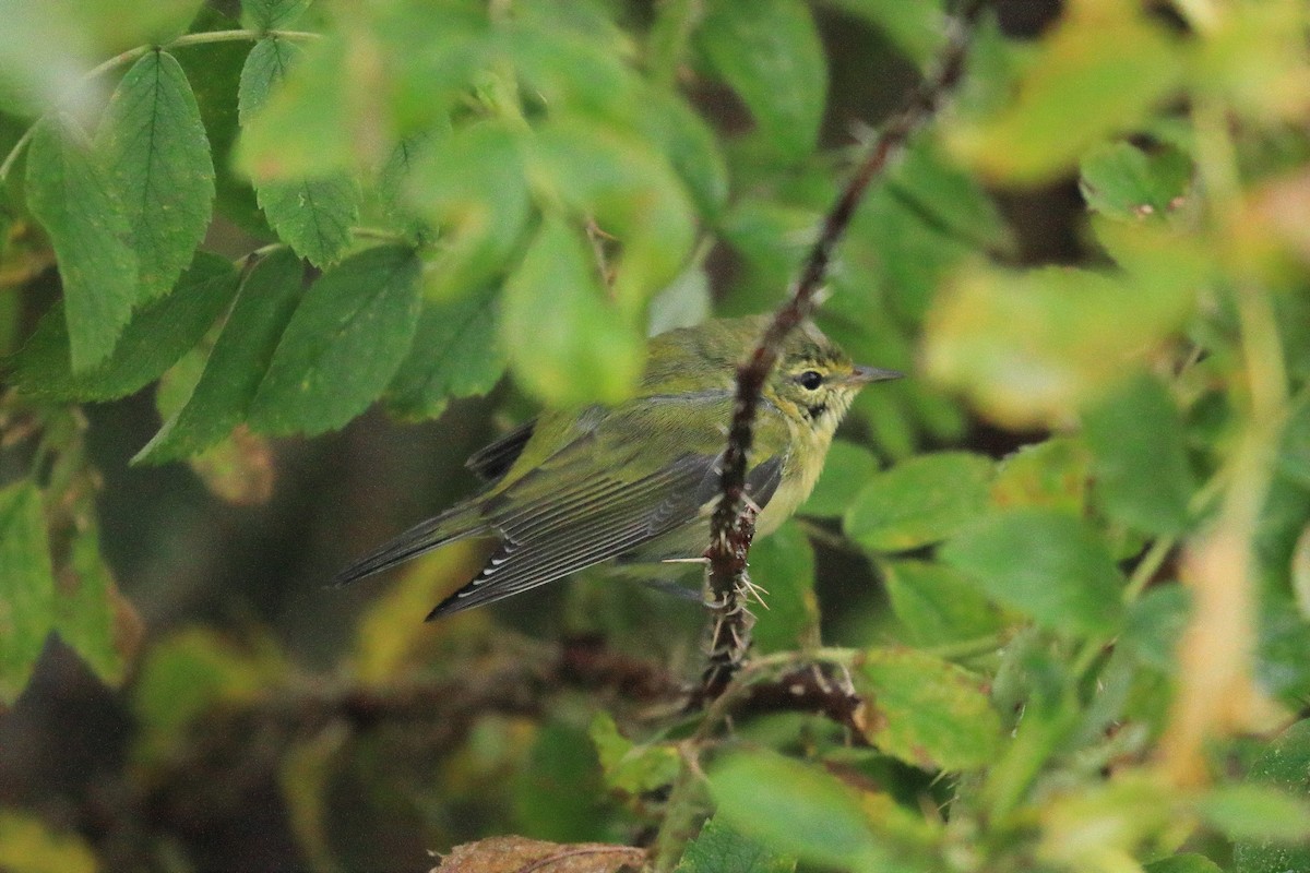 Tennessee Warbler - Vincent Van Den Nouland