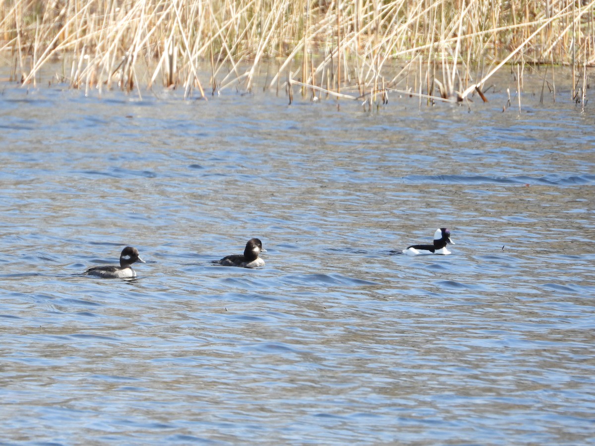 Bufflehead - ML616733948