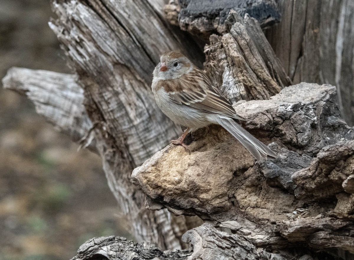 Field Sparrow - ML616733951