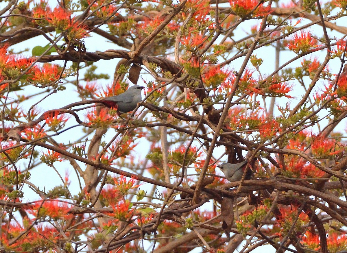 Lavender Waxbill - ML616733958