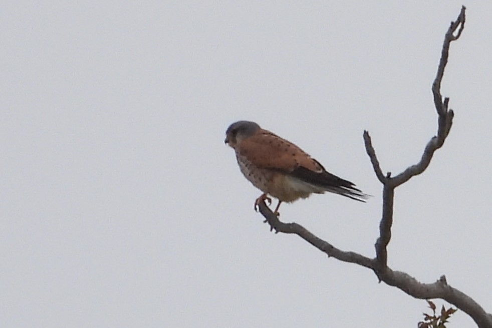 Eurasian Kestrel - ML616733997