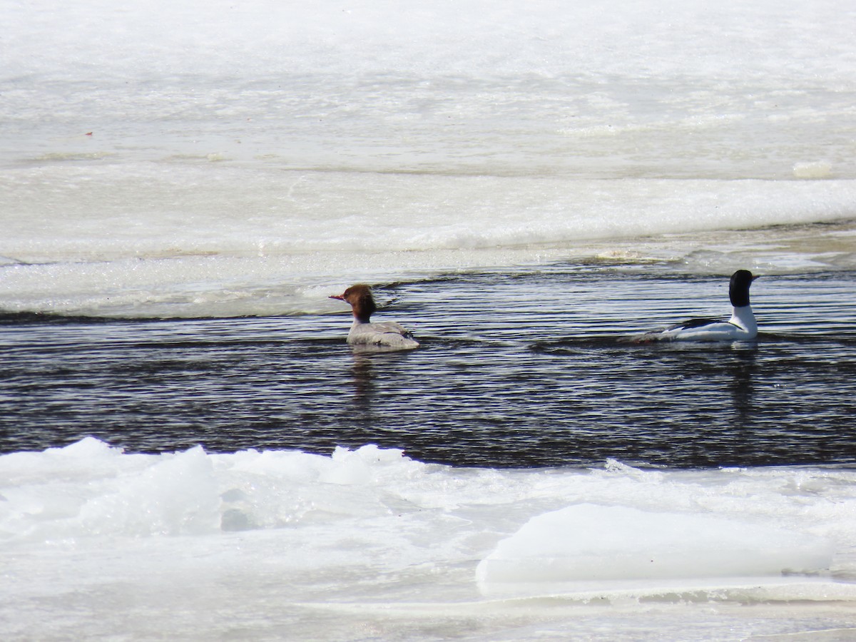 Common Merganser - ML616734000