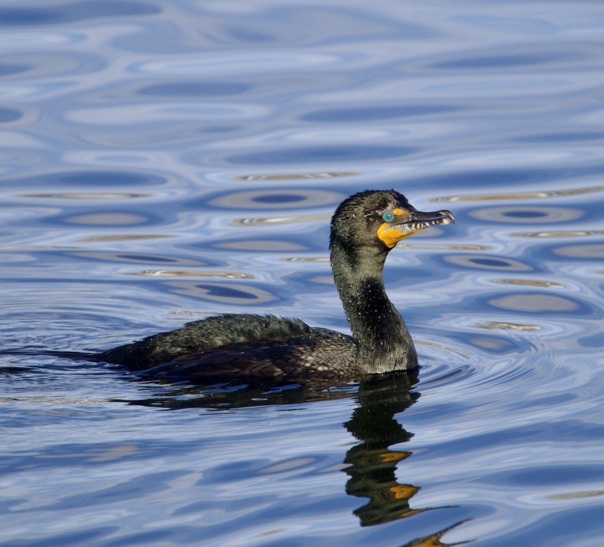 Double-crested Cormorant - ML616734007