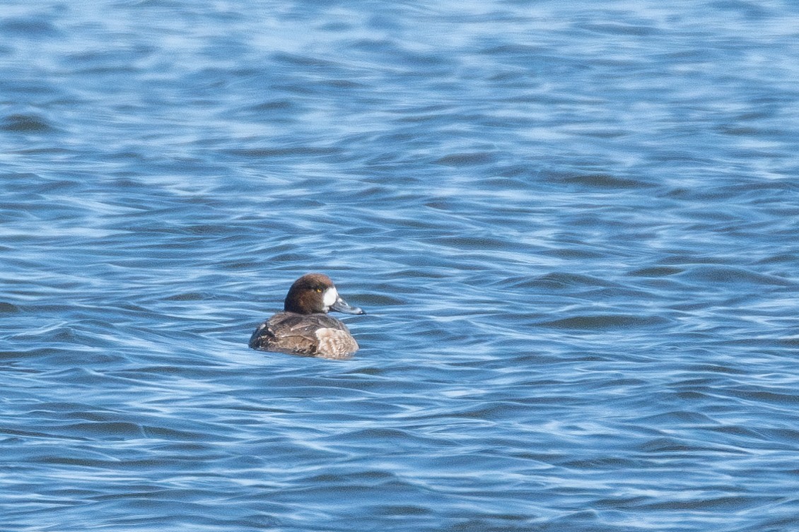Greater Scaup - Sylvie Desmeules