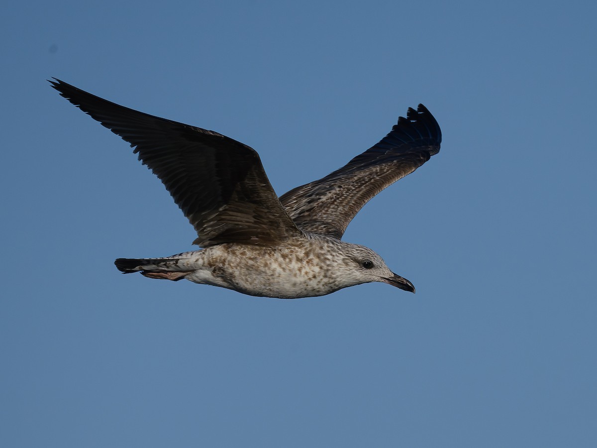 Бэсрэг цахлай - ML616734029