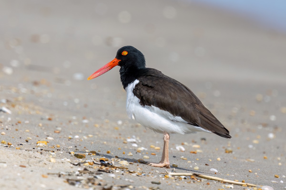 American Oystercatcher - Kalpesh Krishna