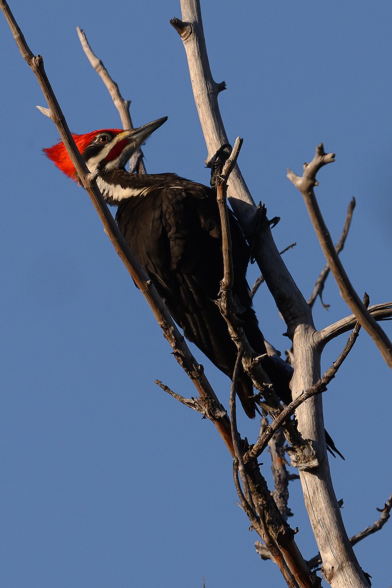 Pileated Woodpecker - ML616734060
