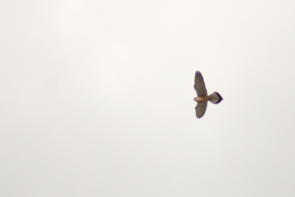 Lesser/Eurasian Kestrel - ML616734064