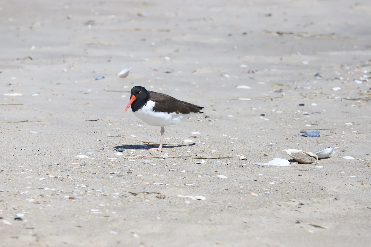 American Oystercatcher - T Remy