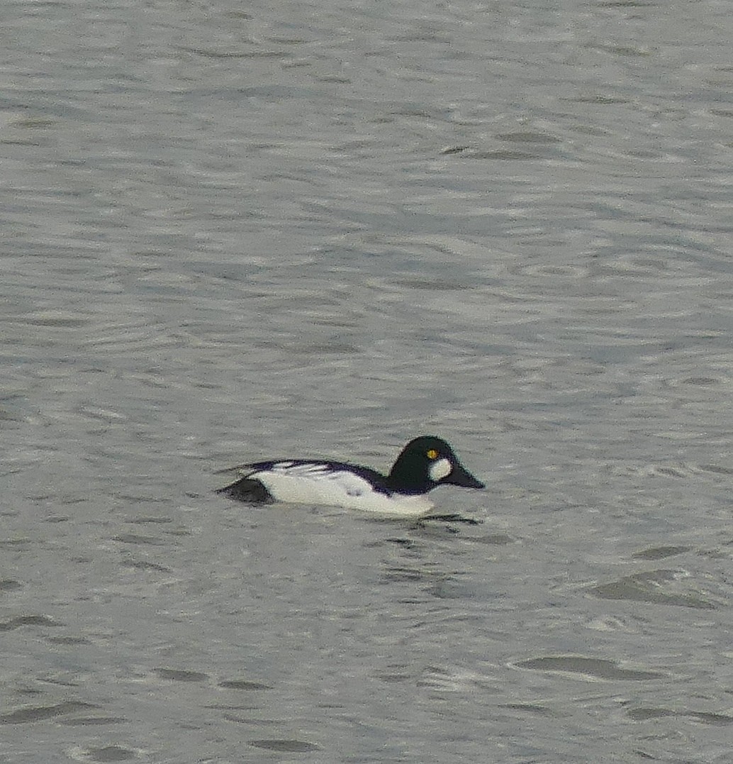 Common Goldeneye - Daniele Prunotto