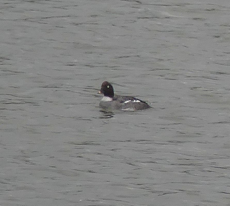 Common Goldeneye - Daniele Prunotto