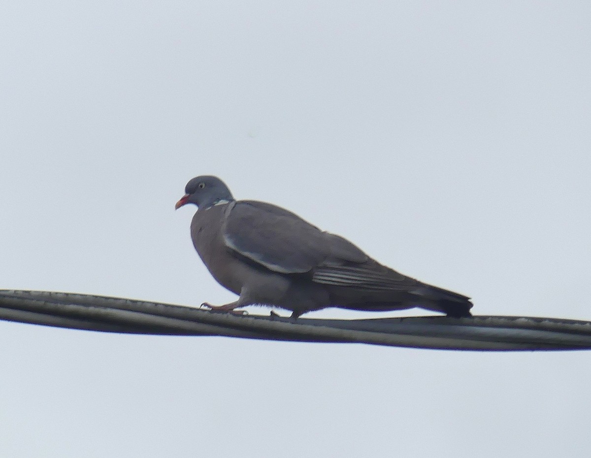 Common Wood-Pigeon - Daniele Prunotto