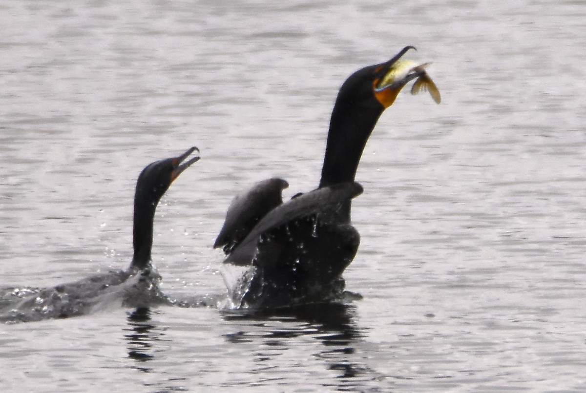 Double-crested Cormorant - ML616734265