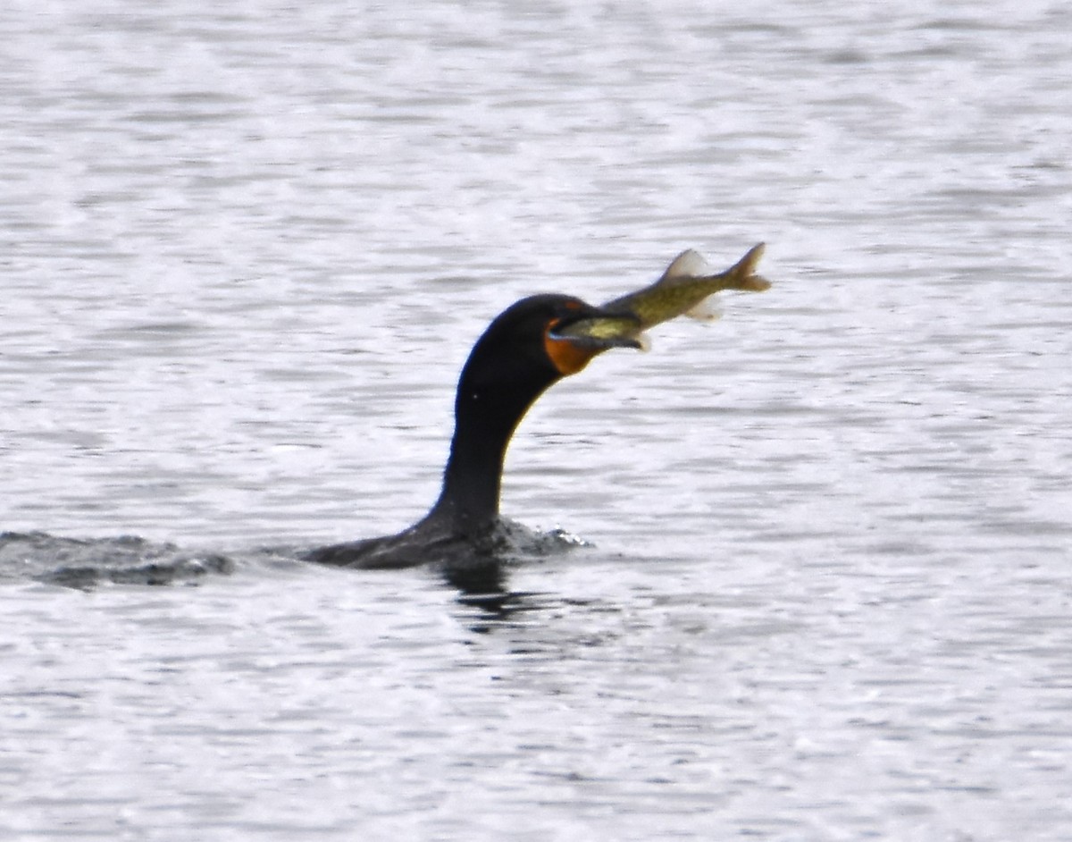 Cormorán Orejudo - ML616734268