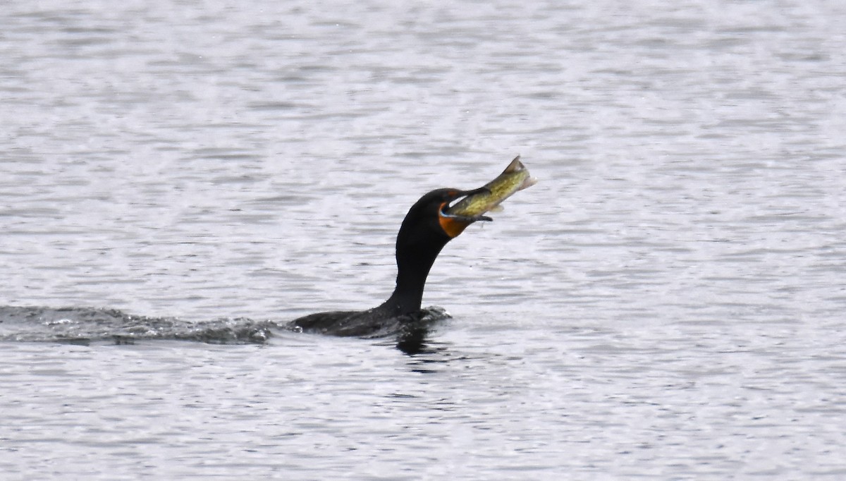 Double-crested Cormorant - ML616734269