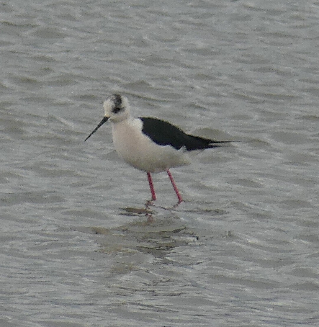 Black-winged Stilt - Daniele Prunotto