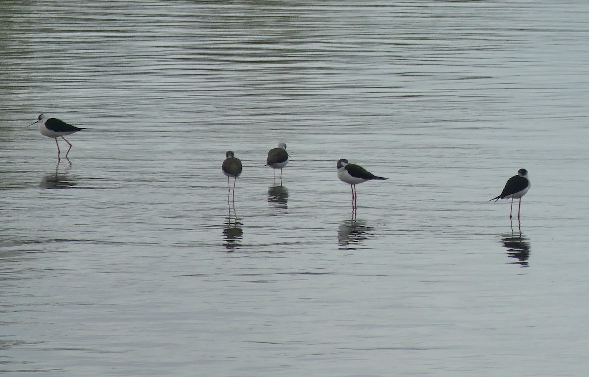 Black-winged Stilt - Daniele Prunotto