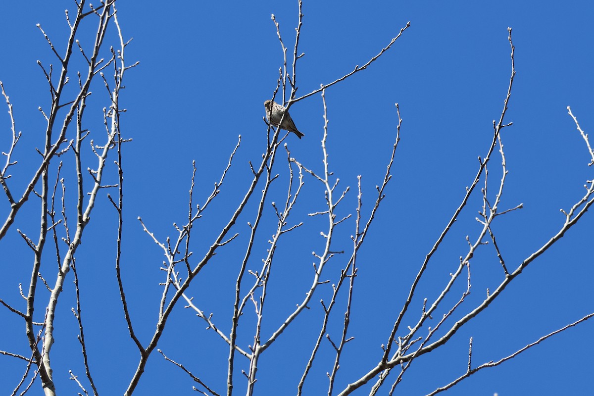 Pine Siskin - Peter Johnson-Staub