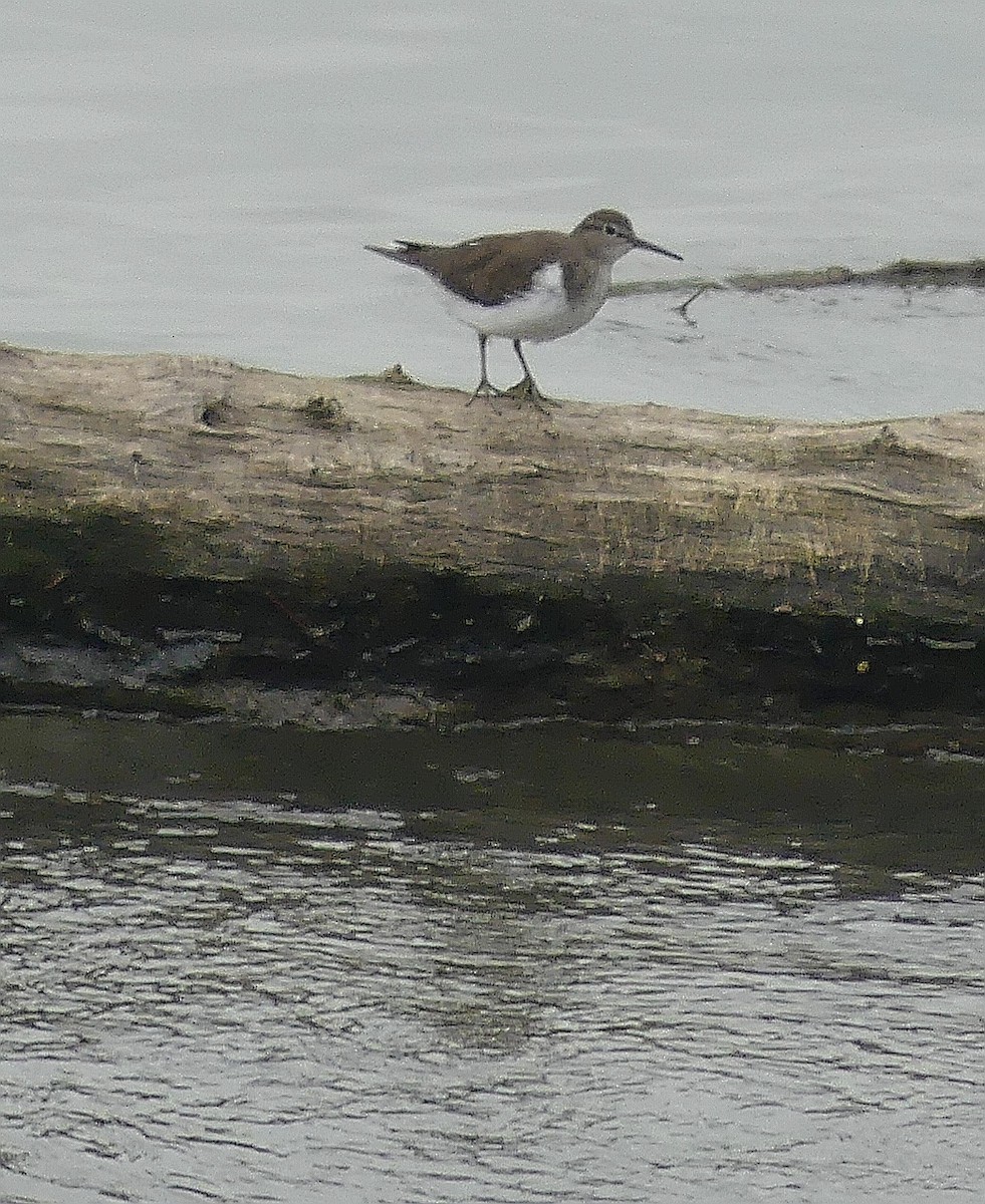 Common Sandpiper - Daniele Prunotto