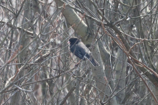 Dark-eyed Junco - ML616734316