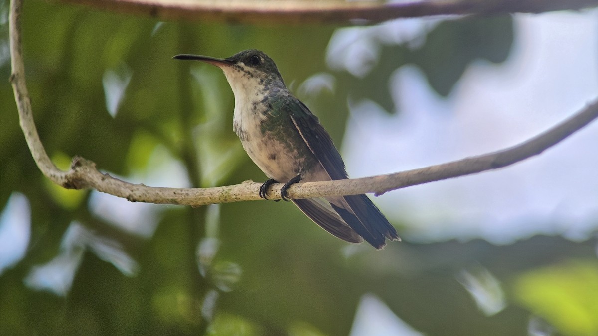 kolibřík safírovohrdlý - ML616734337