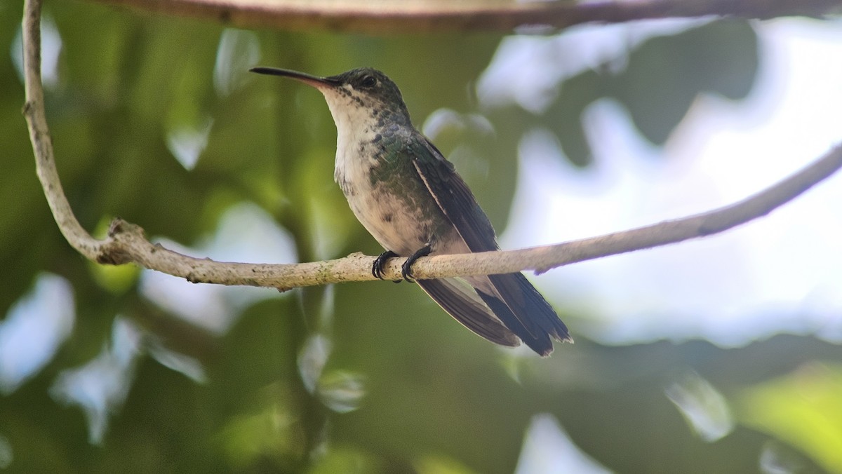 kolibřík safírovohrdlý - ML616734338