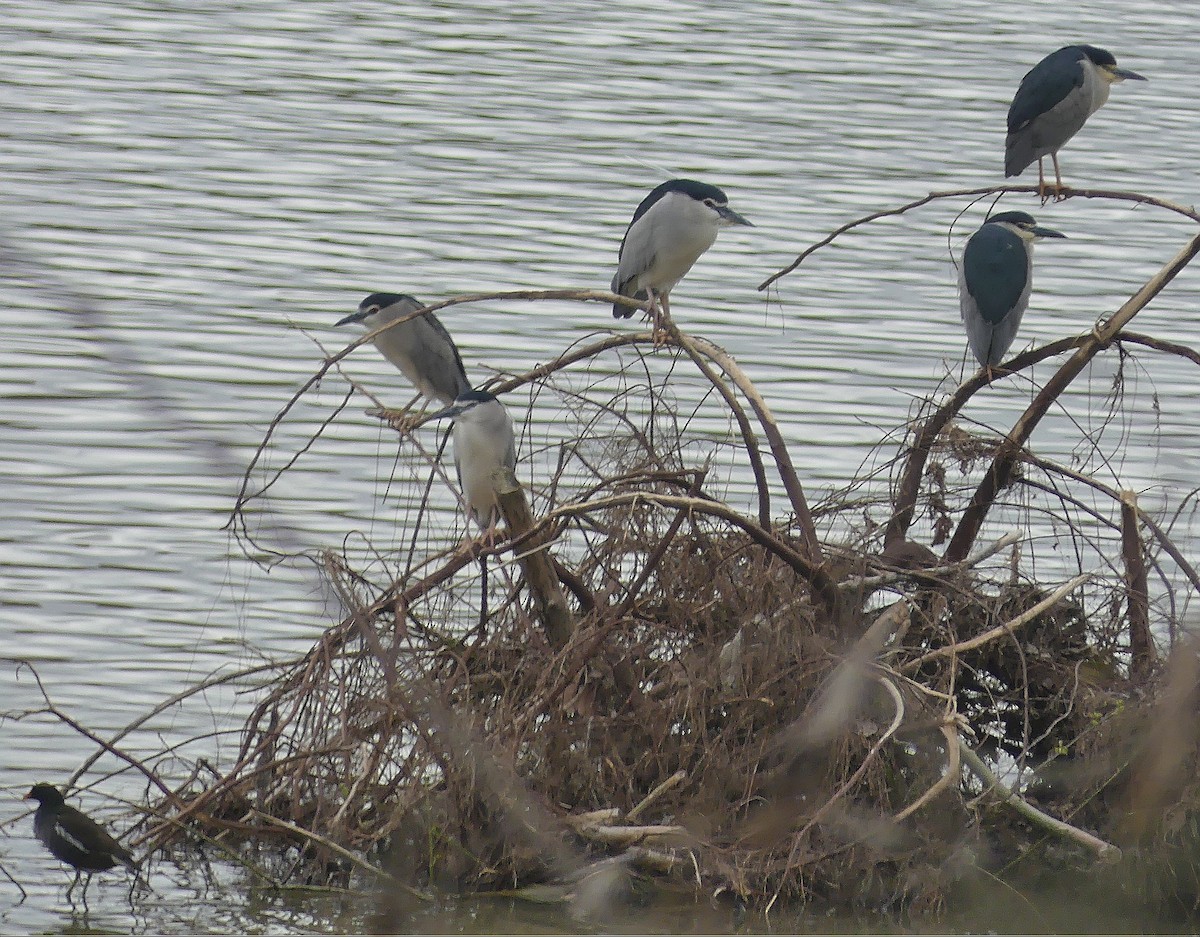 Black-crowned Night Heron - Daniele Prunotto