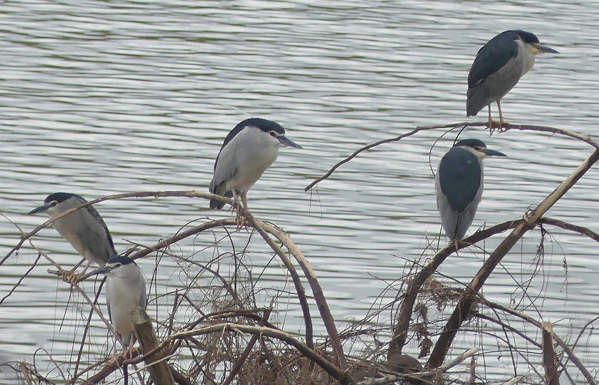 Black-crowned Night Heron - Daniele Prunotto